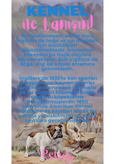 Petjoo 16.Kennel Pembe-Mavi Qr'lı Köpek Künyesi
