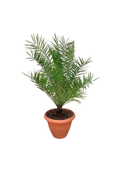 Coccos Hindistan Cevizi Ağacı Tohumu Ekim Seti 2 Tohum +Saksı+Top