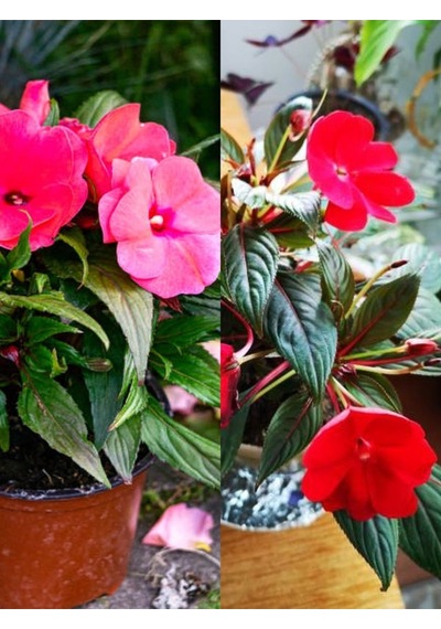 Videolu Cam Güzeli Çiçeği Kırmız-pembe 2 Adet Saksılı 20-40 Cm Yeni Gine Impatiens Walleriana