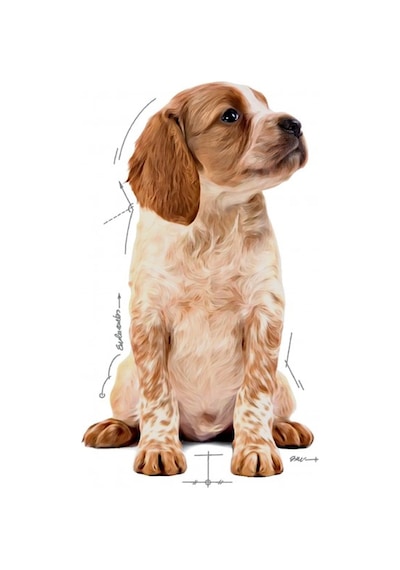 Royal Canin Medium Puppy Orta Irk Yavru Köpek Yaş Maması 10'lu 140 G