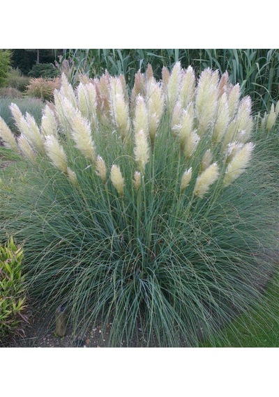 Thebestonline Pampas Otu Fidesi Cortaderia Selloana Saz Püskülü,