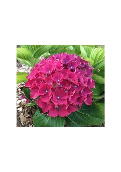 Ortanca Çiçeği Fidanı Tüplü Koyu Pembe Renk 10-20 Cm