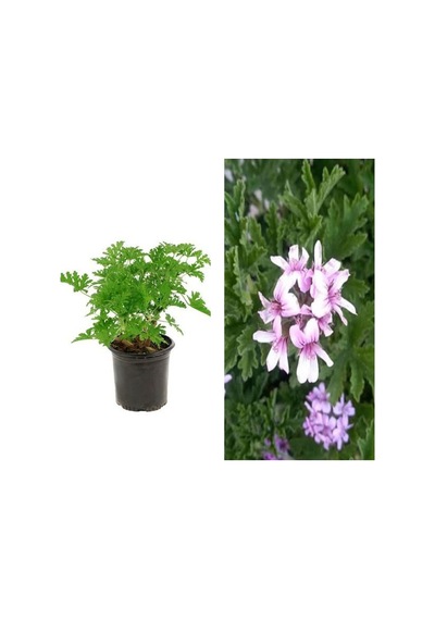 Videolu 2 Adet Mis Kokulu Gül Damlası Itır Çiçeği 15-35 Cm Saksılı Çiçekli Bodur Bitki Lavandula