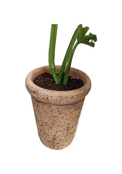 Monstera Obliqua Deve Tabanı Sarmaşık Cins Özel Toprak Saksısında