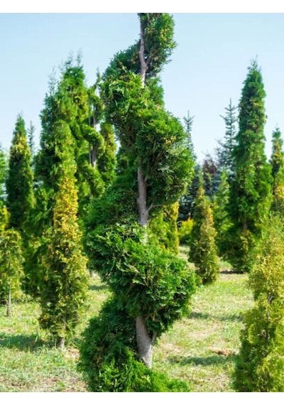 Videolu Leylandi Fidanı Kokulu 10 25 Cm 20 Adet Tüplü Dış Mekan Ağaç Cupressus Leylandii