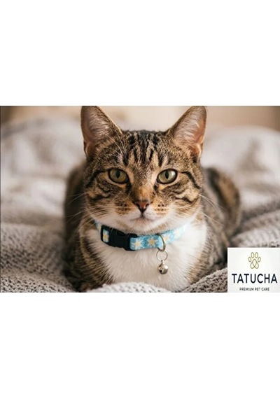 Patibon Premium Galaxy Harmony Kedi Boyun Tasması Özel Koleksiyon Açık Mavi