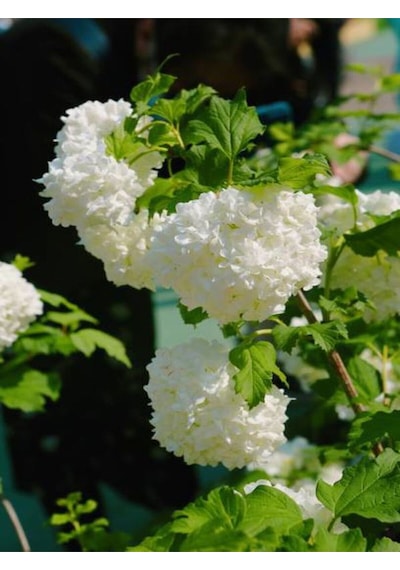 Videoluçınar Kartopu Çiçeği Fidanı 50 60 Cm 1 Adet Tüplü/saksılı Dış Mekan Hydrangea Hortensia