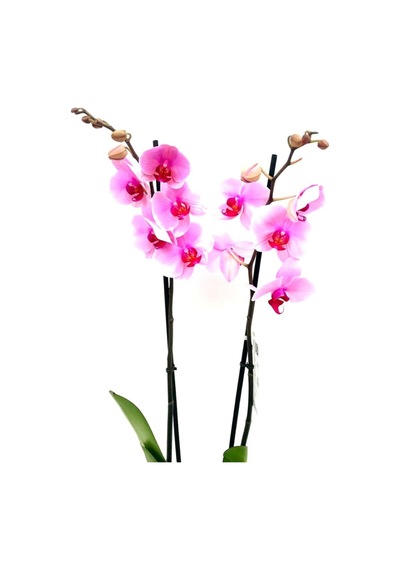 Phalaenopsis Orkide , Çift Dallı Orkide 60-80cm Arası Boyunda, Pembe - 48357827