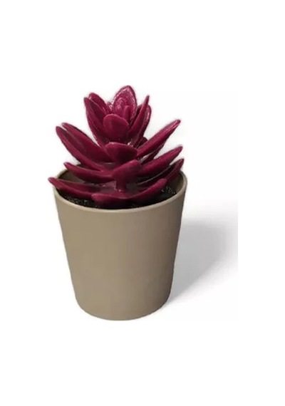 Saksılı Yapa Çiçek Sükülen Royaleks-5675 Renkli