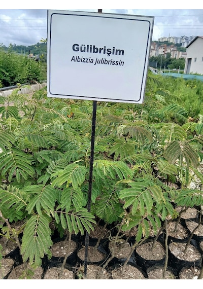 Pembe Çiçekli İpek Ağacı Gülibrişim Fidanı
