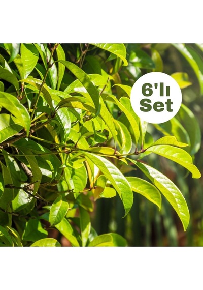 Parlak Yapraklı Kartopu 6'lı Set Viburnum Lucidum