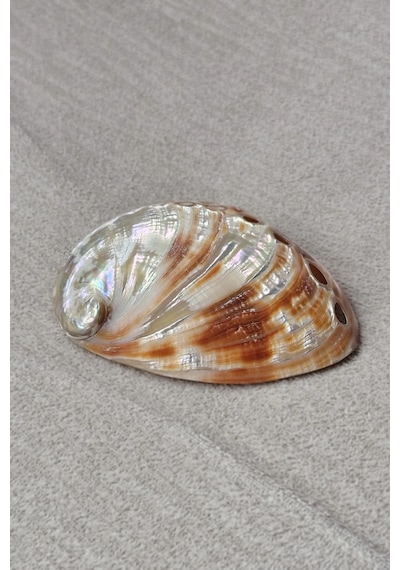 Orta Boy Abalone Shell Renkli Istiridye Kabuğu 116-2