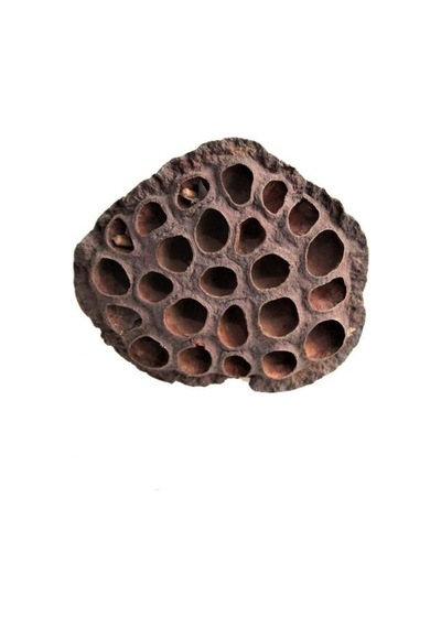 Succulent Lotus Plant Gerçek Lotus Çiçeği Kuru Çiçek 4 Adet