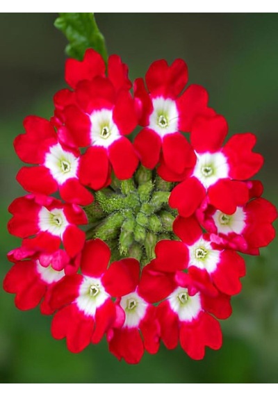 Videolu Yayılıcı Kırmızı Mine Çiçeği 1 Adet Saksılı 15-30 Cm Bahçe Yer Bitkisi Verbena Officinalis