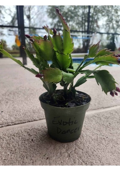 İstenilen Renk Yılbaşı Çiçeği 1 Adet Sakslı 10-20cm Schlumbergera