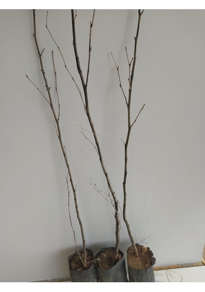 Fidan Doğu Çınar Fidanı 1.40-1.60 Cm Boy 1 Adet