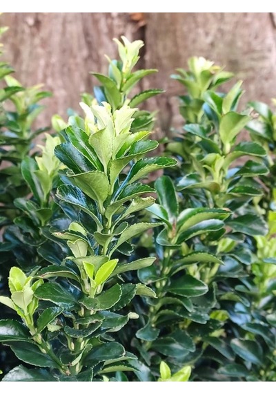 Yeşil Formlu 3 Adet Saksılı Çıtır Taflan Çiçeği 20-40cm