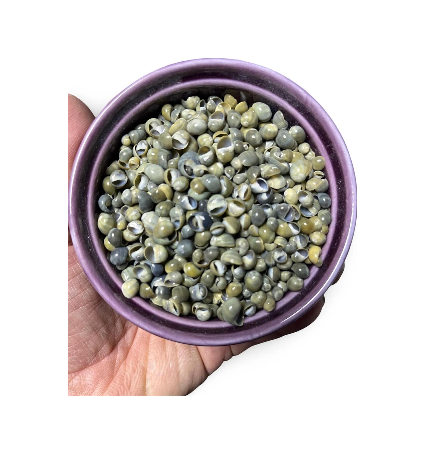 İthal - Gerçek Deniz Kabuğu - Viridi Mediocris - 50 Gram