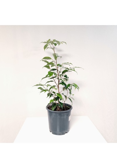 Benjamin 50-60 Cm