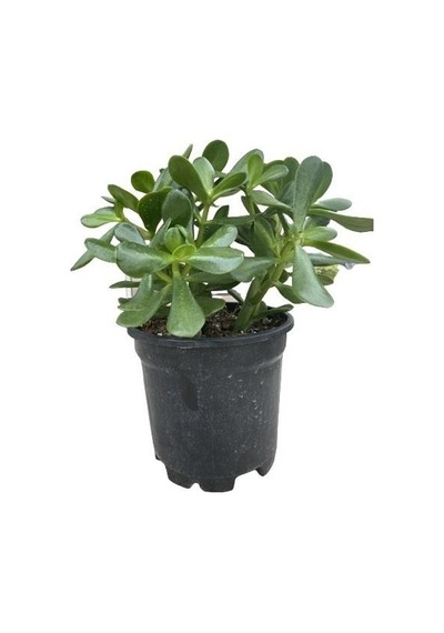 Crassula Ovata Para Çiçeği Bitkisi Fidanı 10-20 Cm