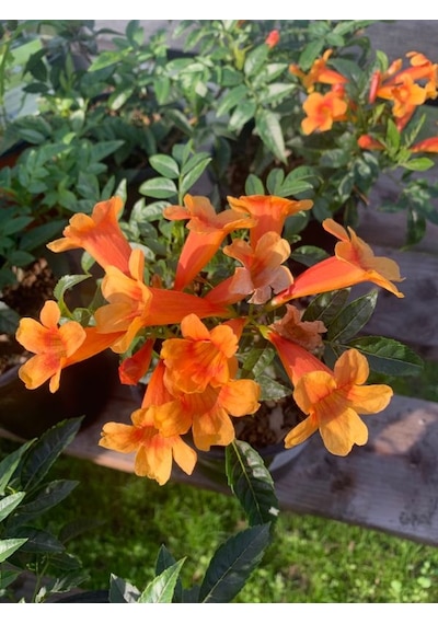 Borazan Çiçeği Turuncu Renk 1 Adet 40-60cm Bahçe Bahçe Balkon Çiçeği Campsis Radicans