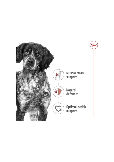 Royal Canin Medium Adult Can Yetişkin Köpek Yaş Maması 410g X 12 Adet