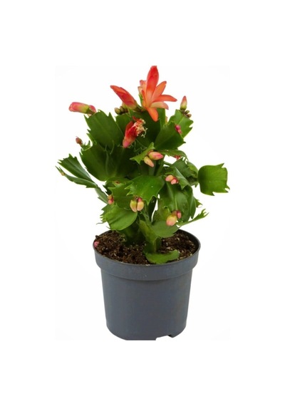 Yılbaşı Çiçeği,yılbaşı Kaktüsü,kırmızı Renk 7 Cm Saksıda.