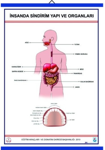 İnsanda S ve Yapı Organları