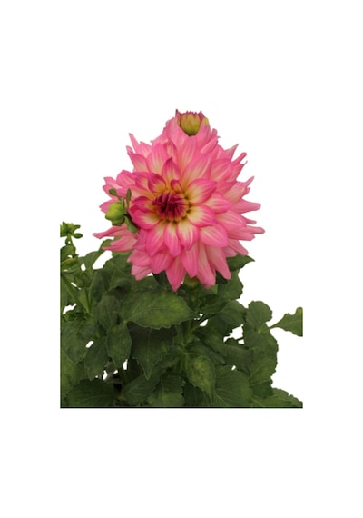 Dahlia - Yıldız Çiçeği - Dalya Bitkisi Pembe Renk Dış Mekan Balkon Bahçe Peyzaj