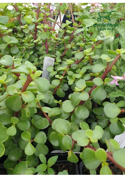 Yeşim Para Çiçeği 2 Adet Dekoratif Canlı Bitki 10-15cm Crassula