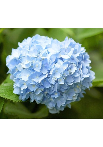 Videolu 1 Adet Mavi Renk Ortanca Çiçeği Fidanı 30-60 Cm Saksılı Çiçekli Bodur Bitkiler Hydrangea