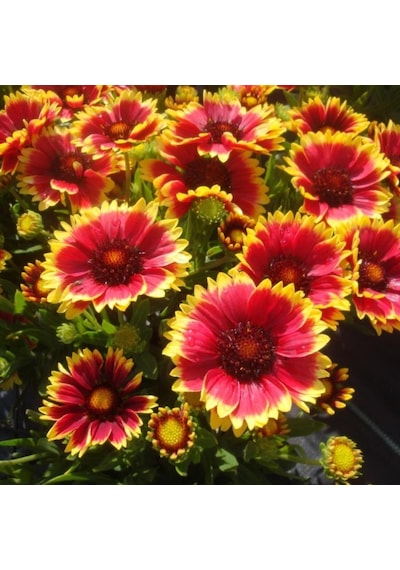 İndian Blanket Gaillardia Gayret Çiçeği Tohumu 30 Adet