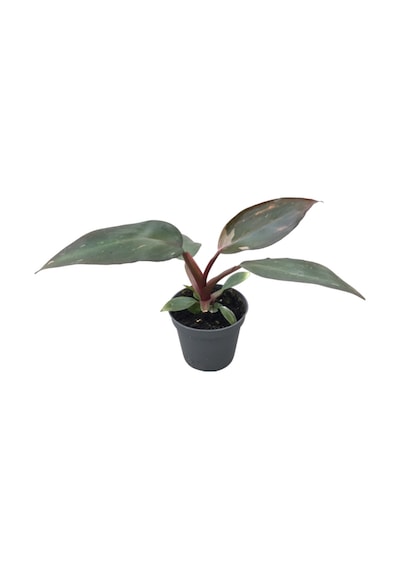 Philodendron 'Pink Princess' Ø5,5 CM Y0-10 CM