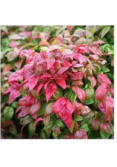 Cennet Bambusu 3 Adet - Nandina Domestica