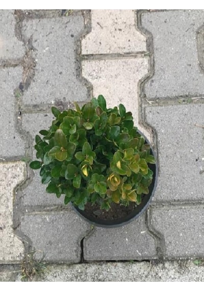 Şimşir 20-40 Cm Buxus Japonica Rococo Dış Mekan Süs Bitkisi