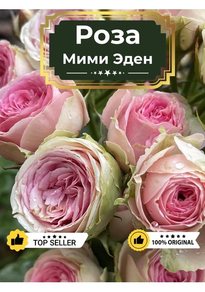 Dream Roses Mimmi Eden Gül Fidesi 159488808