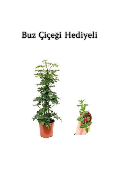 Hediyelik Yeşil Şeflera Bitkisi Sevgililer Gününe Özel Buz Çiçeği Hediyeli