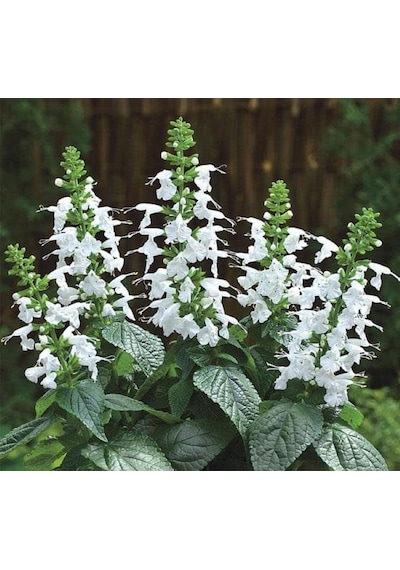 Beyaz Ateş Çiçeği - Salvia F1 Tohumu 30 Tohum