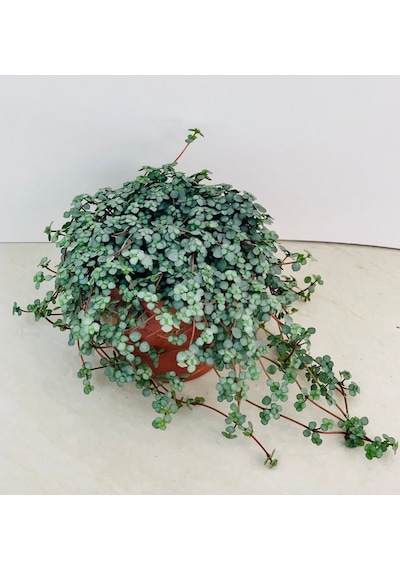 Sarkıcı Pilea Glauca 2 Adet - Dostluk Çiçeği Askılı Saksıda