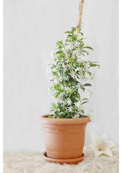 Arap Yasemin Arap 80 100 Cm 1 Adet Saksılı Dış Mekan Ve Dekarasyon Bitkisi Jasminum