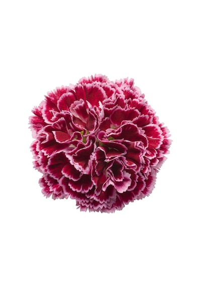 Serada Decor Plant Kokulu Açık Kırmızı Bodur Karanfil Bitkisi Dianthus Caryophyllus Red