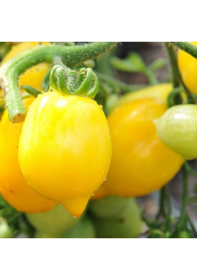 Çikolata Cherry Domates Tohumu 15 Tohum