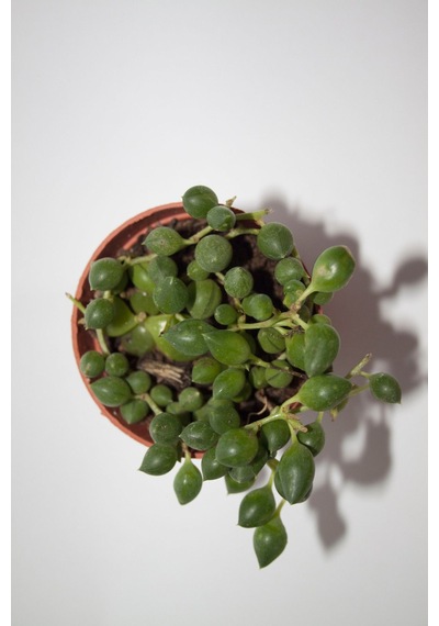 Tesbih Çiçeği Sukulent Senecio Tekli 5.5 Cm Saksıda