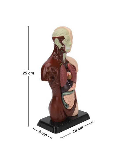 Temel 8 Parçalı İnsan Anatomisi Torso Modeli 24.5 Cm