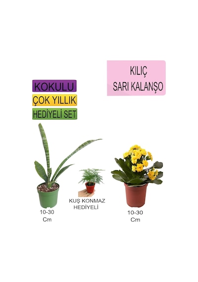3'lü Set Tek Dikim Kılıç+sarı Kalanşo +hediyelik Para Çiçeği