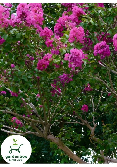 Pembe Renk Oya Ağacı 30-60cm 1 Adet Saksılı Bahçe Bitkisi Lagerstroemia İndica
