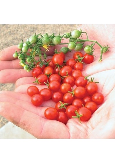 Bezelye Cherry Domates Tohumu 10+ Adet Yüksek Verimli Mini Domates Tatlı, Sulu Ve Kolay Çimlenen