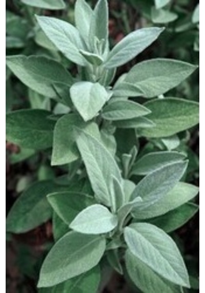 Adaçayı Salvia Officinalis 50 Adet Tohum