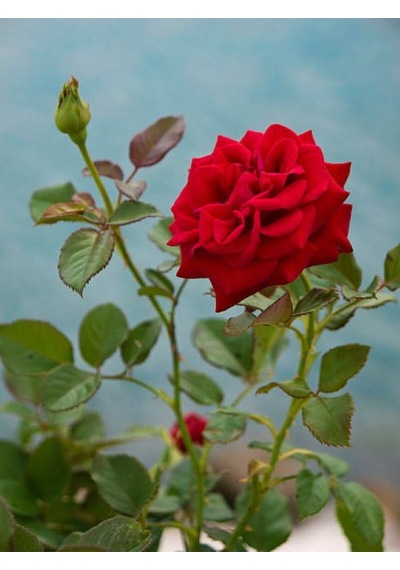 Videolu Yediveren Fuji Kokulu Gül Fidanı 30-65 Cm Saksılı Aşılı Gül Rose Bush