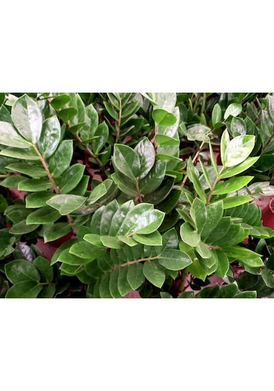 Zamia Bitkisi - Zeze Çiçeği 2 Adet  2948